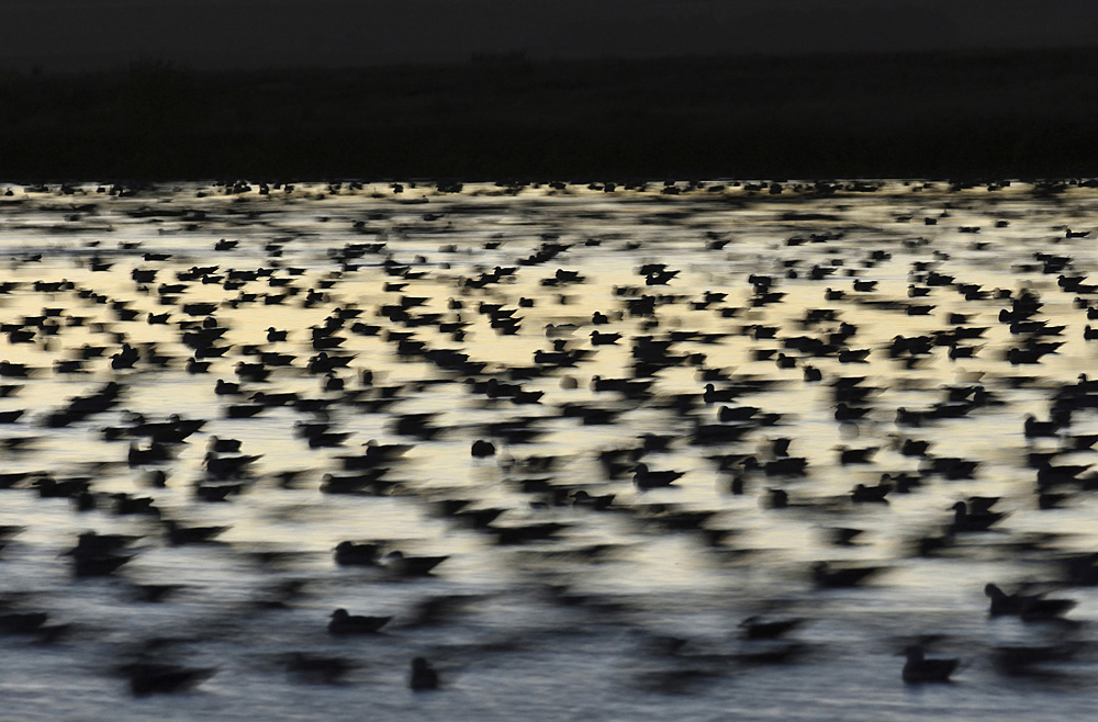 Jessie Morris - Rush Hour