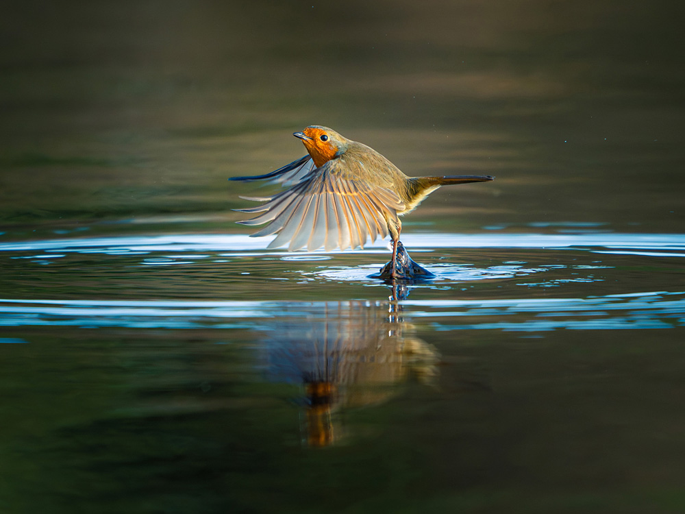 Kiran Simpson - Feathers and Ripples