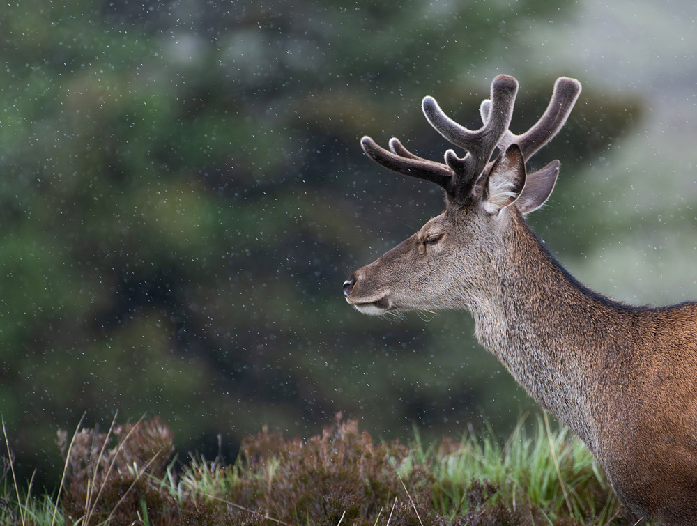 Luke Hogan-Smith - A Moment of Serenity