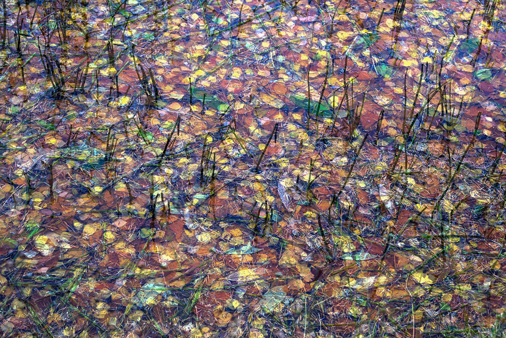 Gill Williamson - All the Leaves are Brown