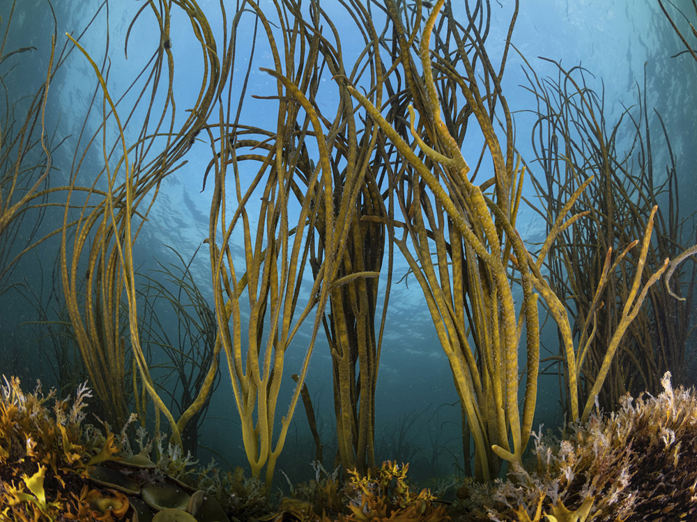 James Lynott - Fifeness Shallow Seaweeds