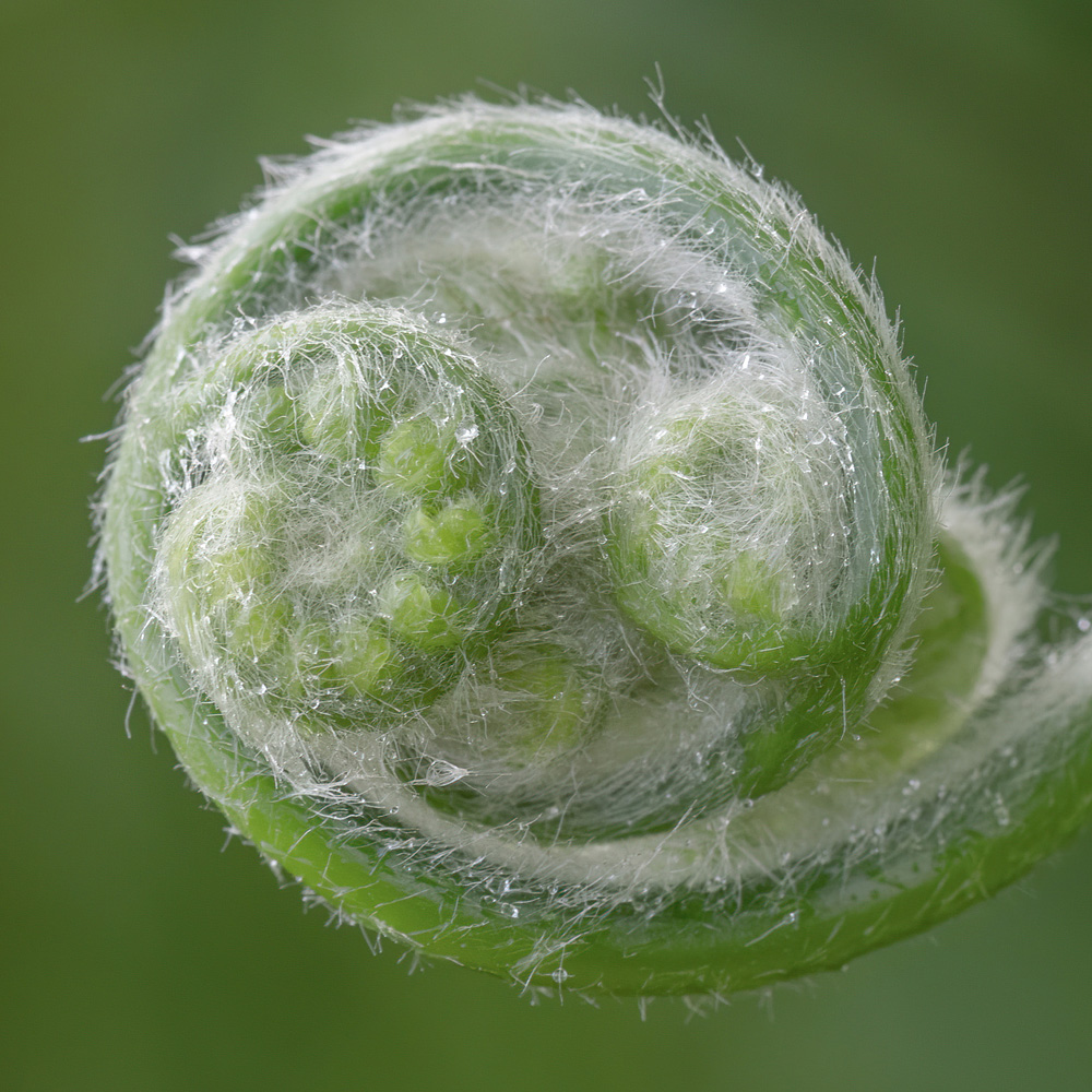 Angie Reynolds - Unfurling Fern