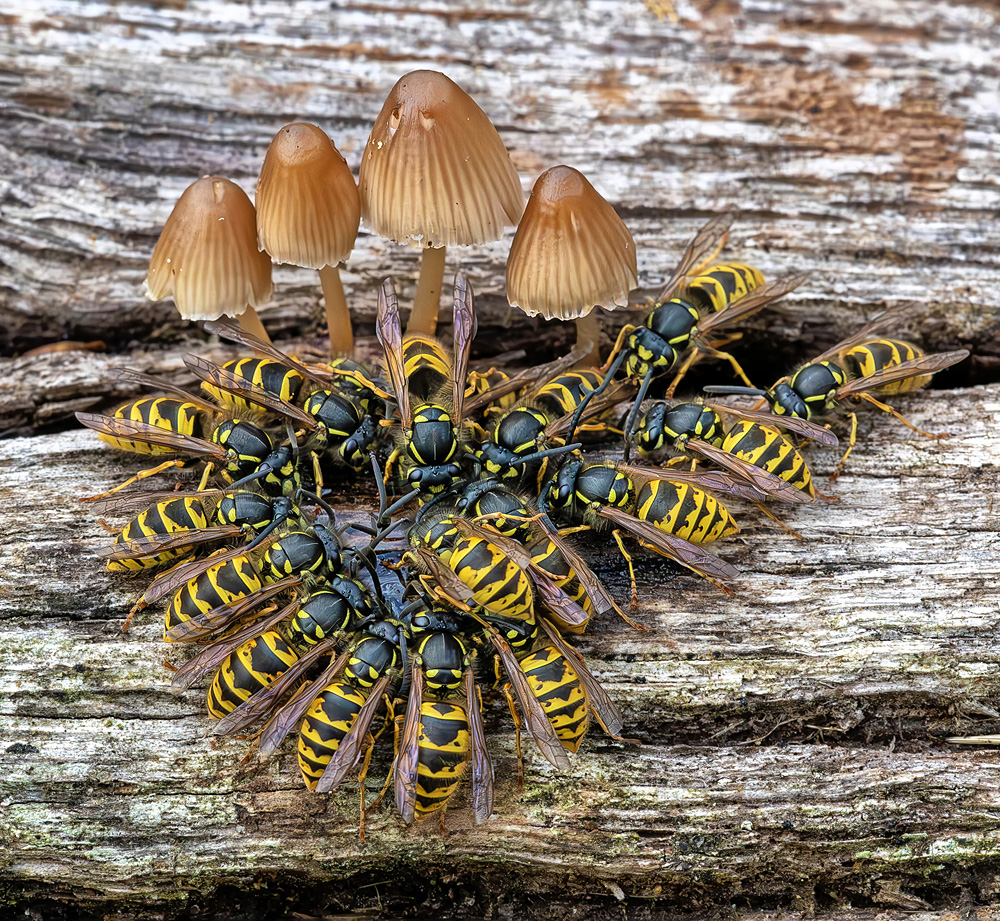 John Cobham - Wasps Feeding Frenzy