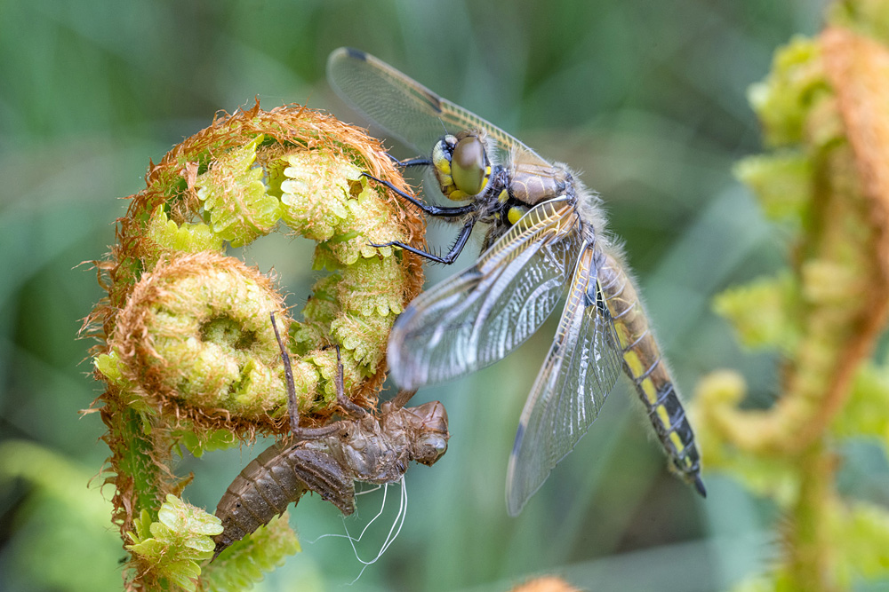 Ian Talboys - Metamorphosis