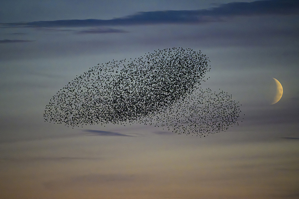 Ron Macdonald - Starling Murmuration