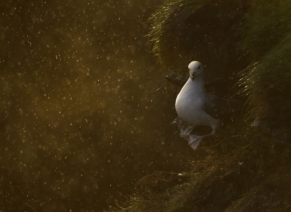 Nicki Gwynn-Jones - Fulmar with Golden Raindrops