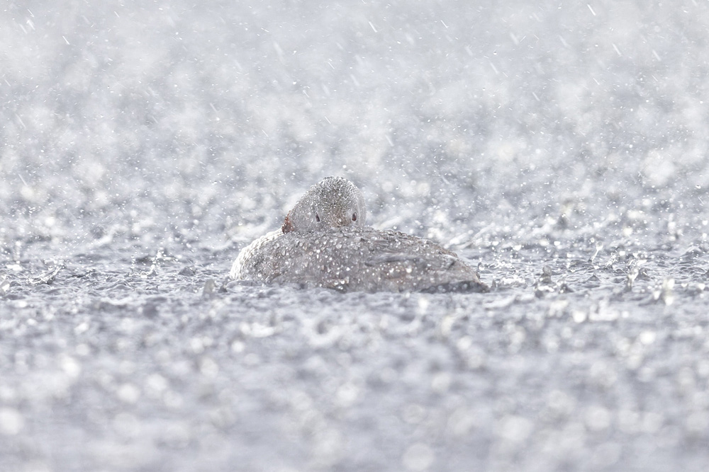 Edd Cottell - Downpour